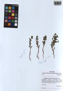 Matricaria discoidea DC., Siberia, Altai & Sayany Mountains (S2) (Russia)