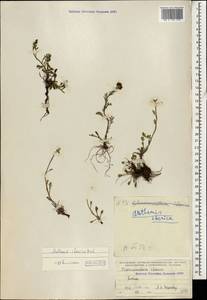 Anthemis cretica subsp. iberica (M. Bieb.) Grierson, Caucasus (no precise locality) (K0)
