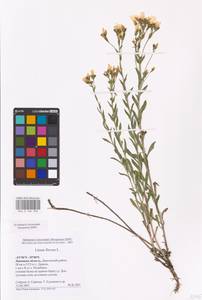 Linum flavum L., Eastern Europe, Central forest-and-steppe region (E6) (Russia)