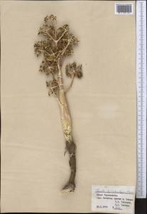 Ferula botschantzevii Korovin, Middle Asia, Pamir & Pamiro-Alai (M2) (Tajikistan)