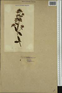 Hypericum hirsutum L., Western Europe (EUR) (Switzerland)