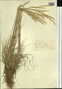 Trisetum, Siberia, Russian Far East (S6) (Russia)