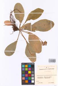 Primula ruprechtii Kusnezowa ex Lipsky, Caucasus, Stavropol Krai, Karachay-Cherkessia & Kabardino-Balkaria (K1b) (Russia)