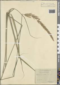 Calamagrostis arundinacea (L.) Roth, Caucasus, North Ossetia, Ingushetia & Chechnya (K1c) (Russia)