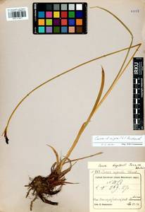 Carex nigra (L.) Reichard, Siberia, Central Siberia (S3) (Russia)