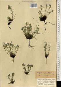 Eritrichium rupestre (Pall. ex Georgi) Bunge, Mongolia (MONG) (Mongolia)