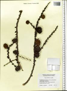 Larix sibirica Ledeb., Eastern Europe, Eastern region (E10) (Russia)