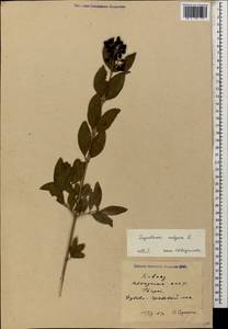 Ligustrum vulgare L., Caucasus, Abkhazia (K4a) (Abkhazia)
