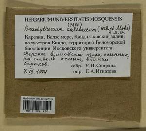 Brachythecium salebrosum (Hoffm. ex F. Weber & D. Mohr) Schimp., Bryophytes, Bryophytes - Karelia, Leningrad & Murmansk Oblasts (B4) (Russia)