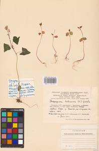 Fagopyrum tataricum (L.) Gaertn., Eastern Europe, Lithuania (E2a) (Lithuania)