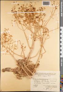 Ferula caspica M.Bieb., Middle Asia, Muyunkumy, Balkhash & Betpak-Dala (M9) (Kazakhstan)