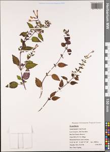 Scutellaria, South Asia, South Asia (Asia outside ex-Soviet states and Mongolia) (ASIA) (Vietnam)