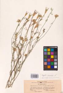 Nigella arvensis L., Eastern Europe, South Ukrainian region (E12) (Ukraine)