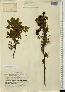Rosa spinosissima L., Caucasus, Stavropol Krai, Karachay-Cherkessia & Kabardino-Balkaria (K1b) (Russia)