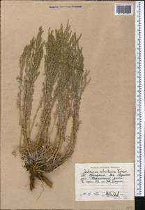 Seriphidium lercheanum var. astrachanicum (Kazak.) Y.R. Ling, Middle Asia, Caspian Ustyurt & Northern Aralia (M8) (Kazakhstan)
