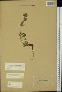 Anthyllis vulneraria subsp. maritima (Hagen)Corb., Eastern Europe, Estonia (E2c) (Estonia)