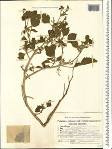 Chrozophora tinctoria (L.) A.Juss., Caucasus, Dagestan (K2) (Russia)