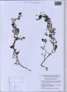 Ranunculus rionii Lagger, Eastern Europe, Lower Volga region (E9) (Russia)