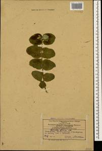 Lonicera iberica M. Bieb., Caucasus, Azerbaijan (K6) (Azerbaijan)