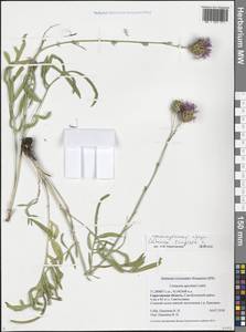 Centaurea apiculata Ledeb., Eastern Europe, Lower Volga region (E9) (Russia)