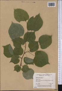 Tilia americana L., America (AMER) (Canada)