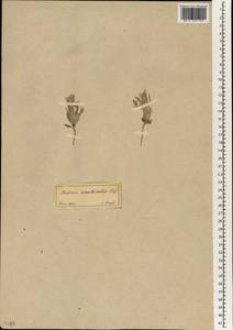 Chardinia orientalis (L.) Kuntze, South Asia, South Asia (Asia outside ex-Soviet states and Mongolia) (ASIA) (Turkey)