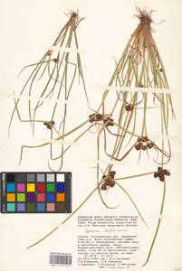 Cyperus difformis L., Eastern Europe, Lower Volga region (E9) (Russia)