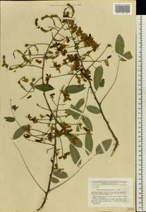 Styphnolobium japonicum (L.)Schott, Eastern Europe, South Ukrainian region (E12) (Ukraine)