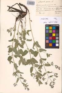 MHA 0 155 664, Nepeta ucranica subsp. parviflora (M.Bieb.) M.Masclans de Bolos, Eastern Europe, North Ukrainian region (E11) (Ukraine)