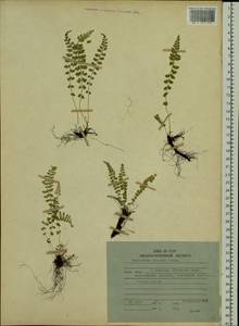 Asplenium incisum Thunb., Siberia, Russian Far East (S6) (Russia)