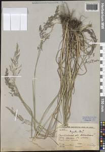 Agrostis gigantea Roth, Eastern Europe, Lower Volga region (E9) (Russia)