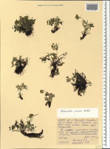 Alchemilla sericea Willd., Caucasus, North Ossetia, Ingushetia & Chechnya (K1c) (Russia)