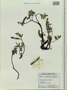 Salix saxatilis Turcz., Siberia, Central Siberia (S3) (Russia)