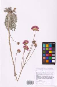 Jurinea cretacea Bunge, Eastern Europe, Lower Volga region (E9) (Russia)