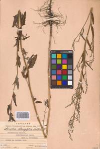 Atriplex oblongifolia Waldst. & Kit., Eastern Europe, Central forest-and-steppe region (E6) (Russia)