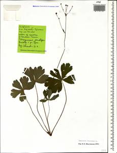 Sanicula europaea L., Caucasus, Stavropol Krai, Karachay-Cherkessia & Kabardino-Balkaria (K1b) (Russia)