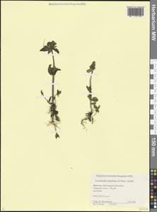 Gentianella umbellata (M.Bieb.) Holub, Caucasus, Dagestan (K2) (Russia)