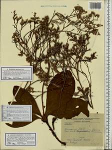 Limonium gmelini (Willd.) Kuntze, Eastern Europe, South Ukrainian region (E12) (Ukraine)