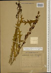 Lactuca tatarica (L.) C. A. Mey., Caucasus, Armenia (K5) (Armenia)