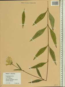 Heliopsis helianthoides var. scabra (Dunal) Fernald, Eastern Europe, Central region (E4) (Russia)