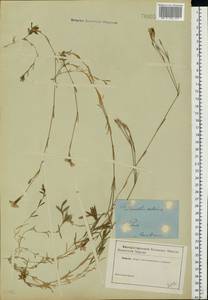 Dianthus deltoides L., Eastern Europe, North-Western region (E2) (Russia)