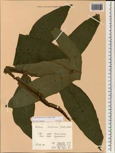 Tectaria decurrens (C. Presl) Copel., South Asia, South Asia (Asia outside ex-Soviet states and Mongolia) (ASIA) (Vietnam)