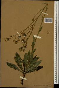 Sonchus arvensis L., Eastern Europe, Central forest-and-steppe region (E6) (Russia)