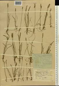 Plantago tenuiflora Waldst. & Kit., Eastern Europe, Lower Volga region (E9) (Russia)