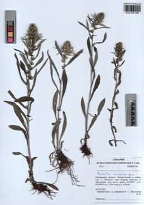 Omalotheca norvegica (Gunnerus) Sch. Bip. & F. W. Schultz, Siberia, Altai & Sayany Mountains (S2) (Russia)