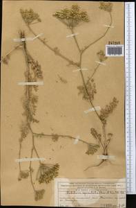 Oedibasis apiculata (Kar. & Kir.) Koso-Pol., Middle Asia, Western Tian Shan & Karatau (M3) (Kazakhstan)