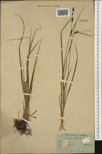 Carex buxbaumii Wahlenb., Western Europe (EUR)