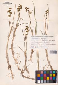 Scheuchzeria palustris L., Eastern Europe, Western region (E3) (Russia)