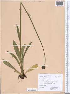 Pilosella glomerata (Froel.) Fr., Eastern Europe, Central region (E4) (Russia)