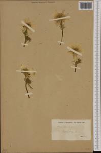 Adonis vernalis L., Western Europe (EUR)